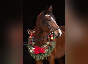 AES, Merrie, 7 Jaar, 148 cm, Bruin