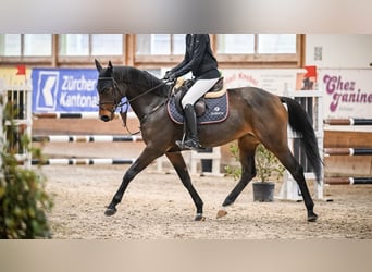 AES, Merrie, 7 Jaar, 162 cm, Bruin