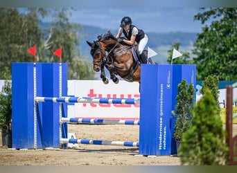 AES, Merrie, 7 Jaar, 163 cm, Bruin
