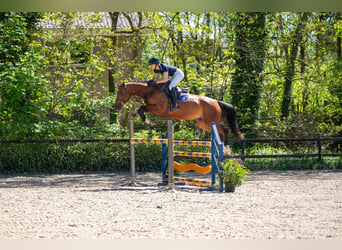 AES, Merrie, 7 Jaar, 165 cm, Bruin