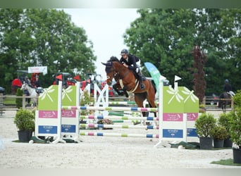 AES, Merrie, 7 Jaar, 165 cm, Bruin