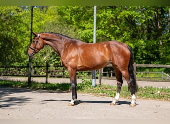 AES, Merrie, 7 Jaar, 165 cm, Bruin