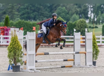AES, Merrie, 7 Jaar, 165 cm, Roodbruin