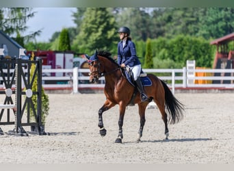 AES, Merrie, 7 Jaar, 165 cm, Roodbruin