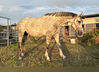 AES, Merrie, 7 Jaar, 170 cm, Appelschimmel