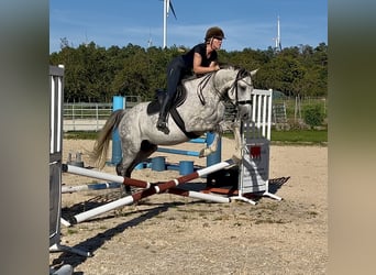 AES, Merrie, 7 Jaar, 170 cm, Appelschimmel