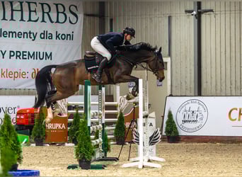 AES, Merrie, 7 Jaar, 170 cm, Roodbruin