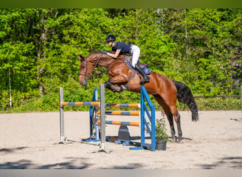AES, Merrie, 7 Jaar, 172 cm, Bruin