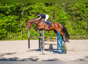 AES, Merrie, 7 Jaar, 172 cm, Bruin
