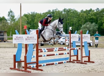 AES, Merrie, 7 Jaar, 173 cm, Schimmel