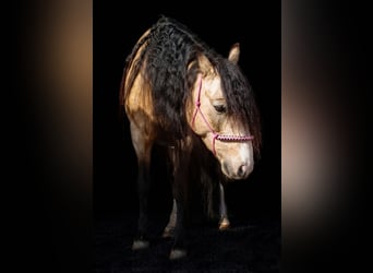 AES Mix, Merrie, 8 Jaar, 135 cm, Buckskin