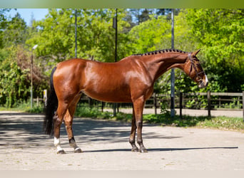 AES, Merrie, 8 Jaar, 164 cm, Bruin