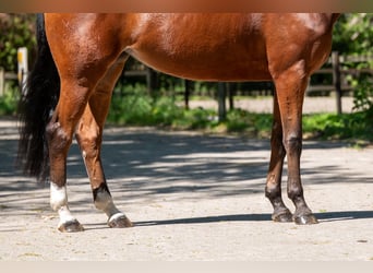 AES, Merrie, 8 Jaar, 164 cm, Bruin