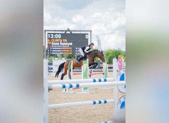 AES, Merrie, 8 Jaar, 165 cm, Bruin