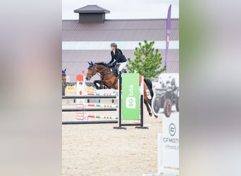 AES, Merrie, 8 Jaar, 165 cm, Bruin