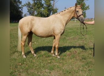 AES, Merrie, 8 Jaar, 165 cm, Palomino