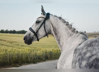 AES, Merrie, 8 Jaar, 165 cm, Schimmel