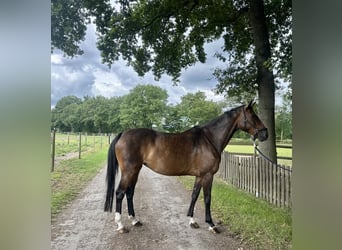AES, Merrie, 8 Jaar, 167 cm, Bruin