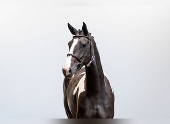 AES, Merrie, 8 Jaar, 172 cm, Gevlekt-paard