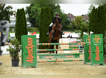 AES, Merrie, 8 Jaar, 175 cm, Bruin