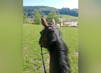 AES, Merrie, 8 Jaar, 175 cm, Bruin