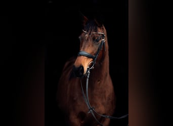 AES, Merrie, 9 Jaar, 163 cm, Bruin