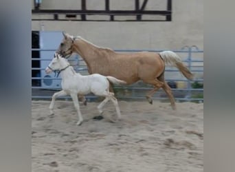 AES, Merrie, 9 Jaar, 165 cm, Palomino