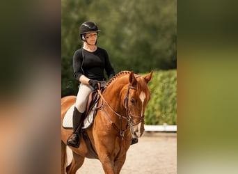 AES, Merrie, 9 Jaar, 166 cm, Vos