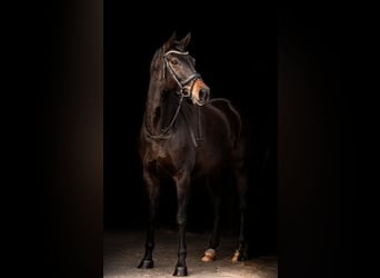 AES, Merrie, 9 Jaar, 169 cm, Donkerbruin