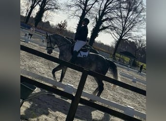 AES, Merrie, 9 Jaar, 170 cm, Schimmel