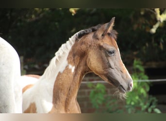 AES, Merrie, Veulen (05/2025), 160 cm, Gevlekt-paard