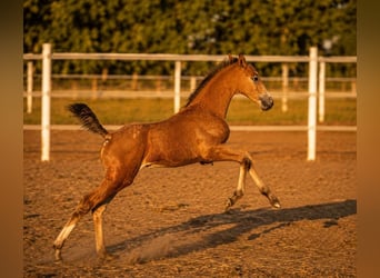 AES, Merrie, Veulen (05/2026), 165 cm, Appaloosa