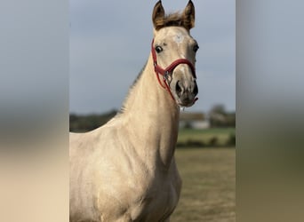 AES, Merrie, Veulen (05/2026), 165 cm, Appaloosa