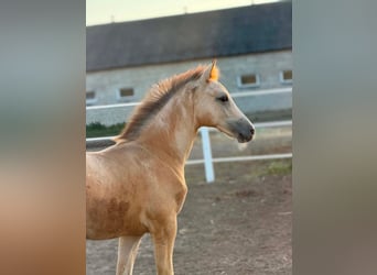 AES, Merrie, Veulen (05/2026), 165 cm, Appaloosa