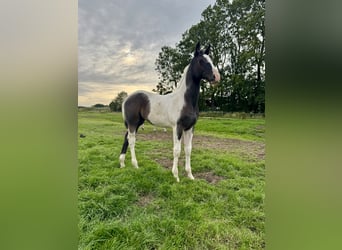 AES, Merrie, Veulen (04/2025), 168 cm, Gevlekt-paard