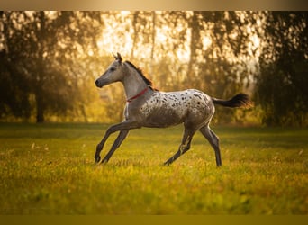 AES, Merrie, Veulen (06/2025), 170 cm, Appaloosa