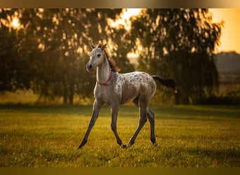 AES, Merrie, Veulen (06/2025), 170 cm, Appaloosa