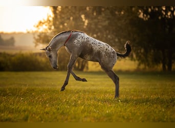 AES, Merrie, Veulen (06/2025), 170 cm, Appaloosa