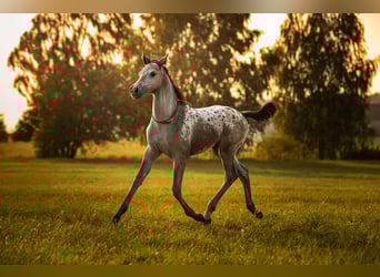 AES, Merrie, Veulen (06/2025), 170 cm, Appaloosa