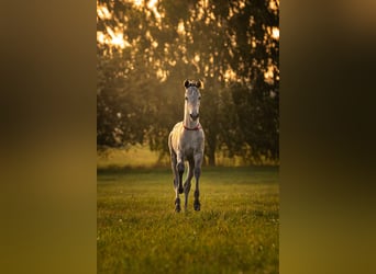 AES, Merrie, Veulen (06/2025), 170 cm, Appaloosa