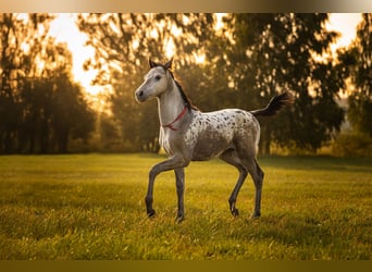 AES, Merrie, Veulen (06/2025), 170 cm, Appaloosa