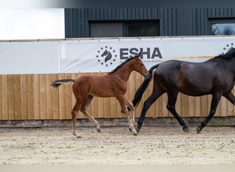 AES, Merrie, Veulen (05/2025), Bruin