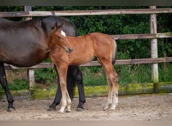 AES, Merrie, Veulen (05/2025), Bruin