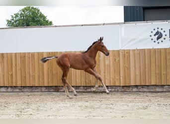AES, Merrie, Veulen (05/2025), Bruin