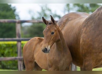 AES, Merrie, Veulen (04/2026), Bruin