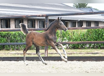 AES, Merrie, Veulen (05/2026), Bruin