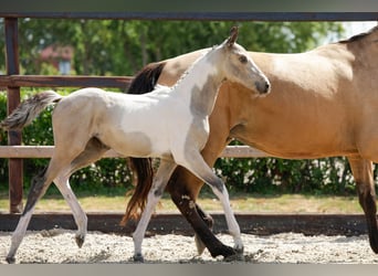 AES, Merrie, Veulen (06/2026), Gevlekt-paard