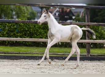 AES, Merrie, Veulen (04/2026), Gevlekt-paard