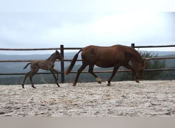 AES, Merrie, veulen (01/2024), Pearl