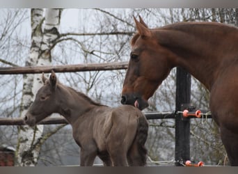 AES, Merrie, veulen (01/2024), Pearl